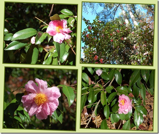 pale camellia 