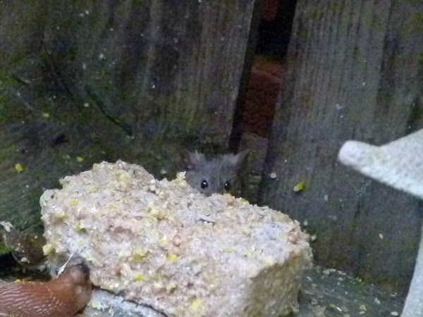 Koekeloerende muis