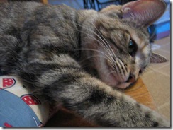 kitty_pillow3