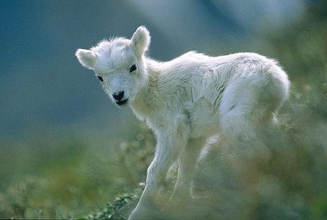 william blake the lamb. The Lamb by William Blake