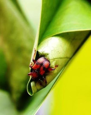 Kumbang Strigapoderus javanicus sedang melinting daun