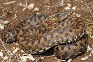 Vipère aspic, Vipera aspis