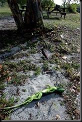 Iguana Congelada
