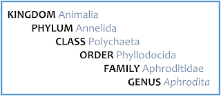 Kingdom Animalia; Phylim Annelida; Class Polychaeta; Order Phyllodocida; Family Aphroditidae; Genus Asphrodita
