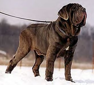 Neapolitan Mastiff Dog Temperament