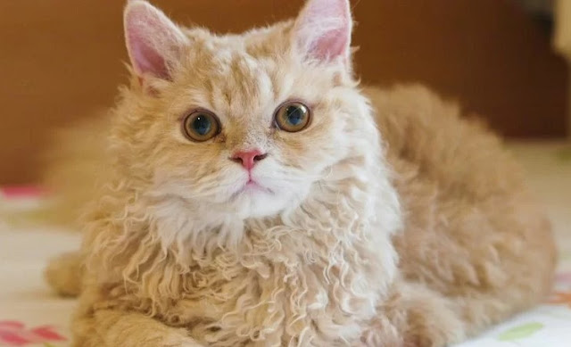 Mèo Lông Xoăn Selkirk: giống mèo thú kiểng lạ
