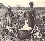 Slaves  picking out cotton