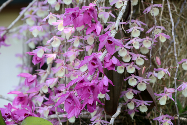 南投中興新村石斛蘭瀑布，芒果樹大道長滿芒果也開滿粉紅瀑布蘭