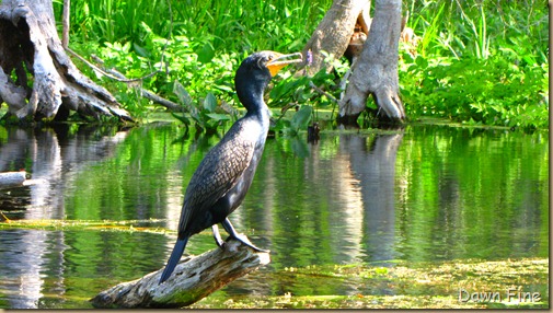 Silver Springs State Park_065