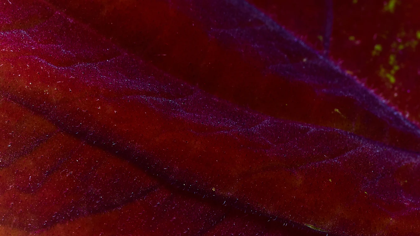 Velvet was created when I found new deeper ways to look at the leaf.