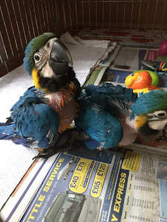 Hand reared macaws 