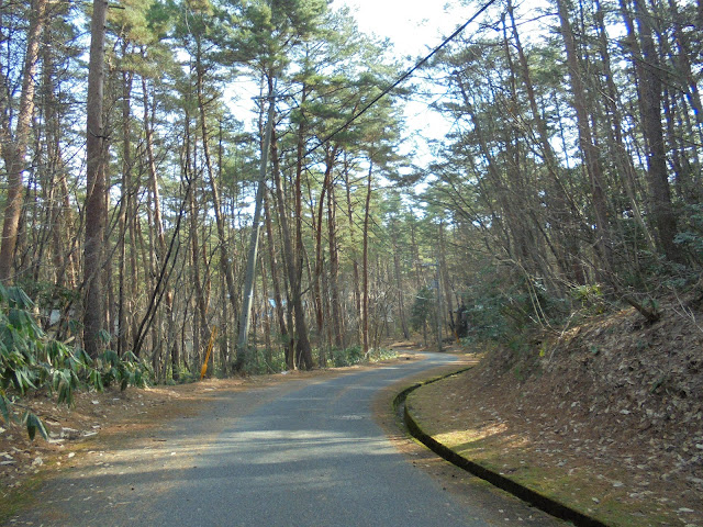 美しい赤松林の道