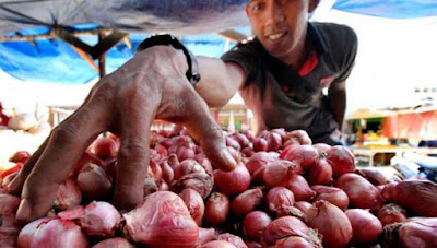 Ambon, Malukupost.com - Harga bawang yang ditawarkan para pedagang di pasar tradisional Kota Ambon, Maluku, kembali bergerak naik dan bervariasi. Di Pasar Mardika dan Batu Merah, Jumat (23/3), para pedagang menawarkan harga bawang merah mencapai Rp35.000 hingga Rp36.000/kg atau naik dari sebelumnya Rp32.000/kg, sedangkan bawang putih juga naik dari Rp30.000 menjadi Rp33.500/kg.