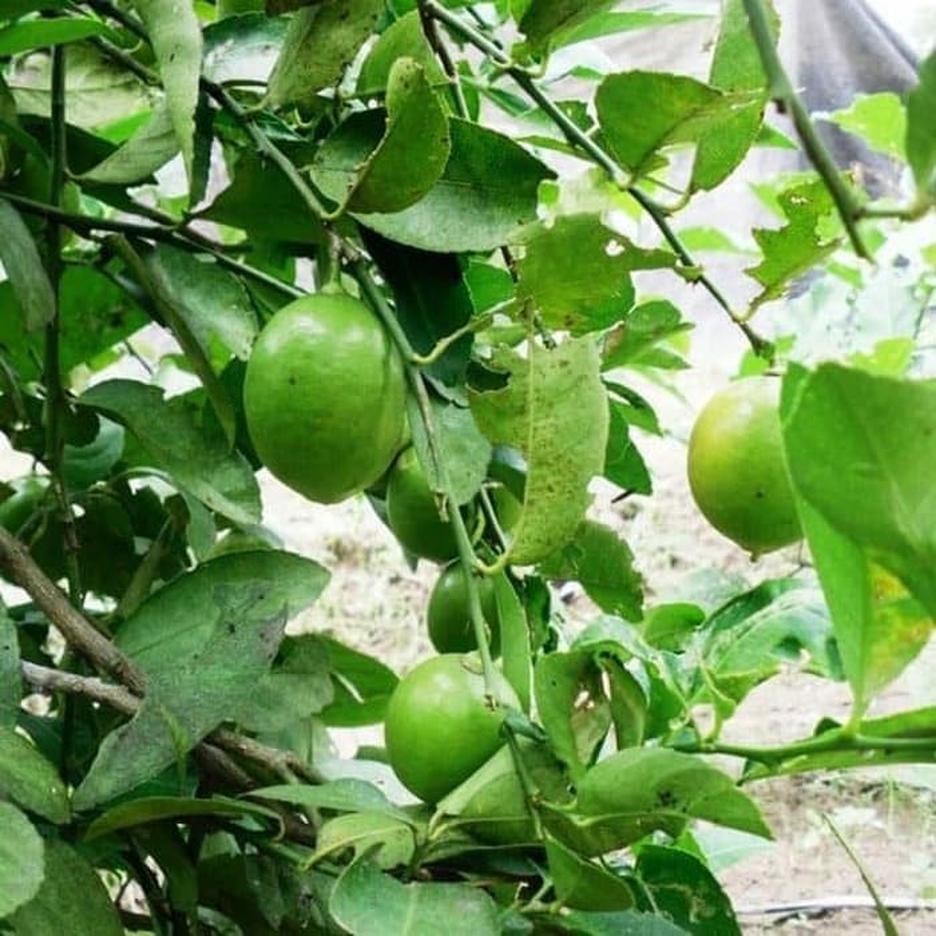 bibit benih seeds biji buah jeruk lemon lokal isi 20 biji Serang