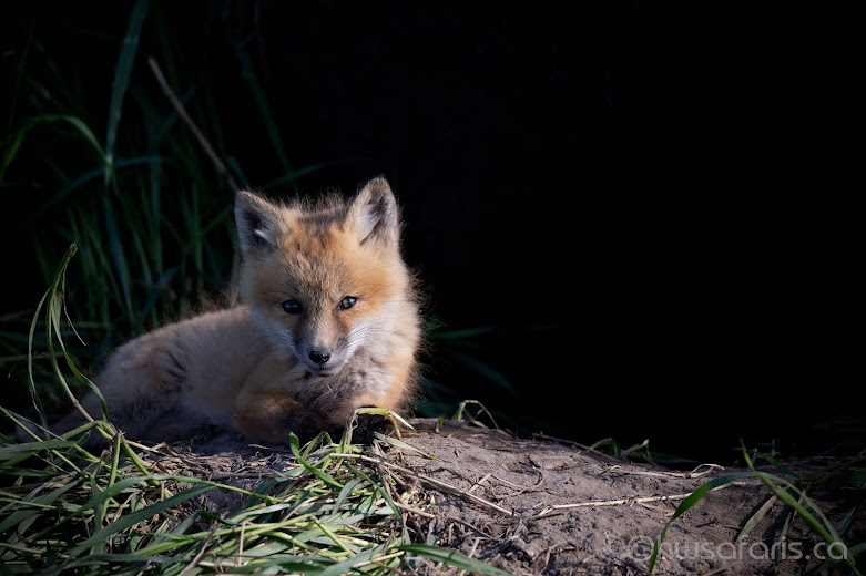 Fox Kit Posing on Mound