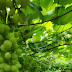 सांगलीची द्राक्षे आता चालली थेट अमेरिकेच्या बाजारपेठेत