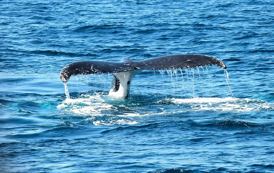 La baleine bleue a le plus gros cœur du monde