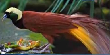 6 Jenis Burung  Cendrawasih  yang Memiliki Bulu Bulu Terindah Burung  Gue