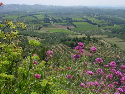 Provincial landscape from Les baux