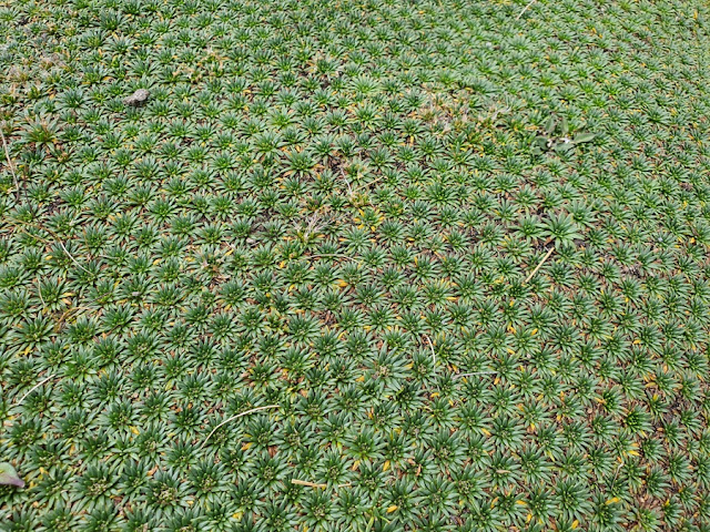 Circuito Huayhuash Peru