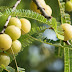 Benefits of eating gooseberry daily