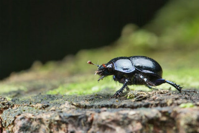 New inquiry led past times scientists at the University of Bristol has uncovered that long For You Information - Long term purpose of to a greater extent than or less pesticides is killing off dung beetle populations