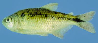 Tetra Astyanax scabripinnis