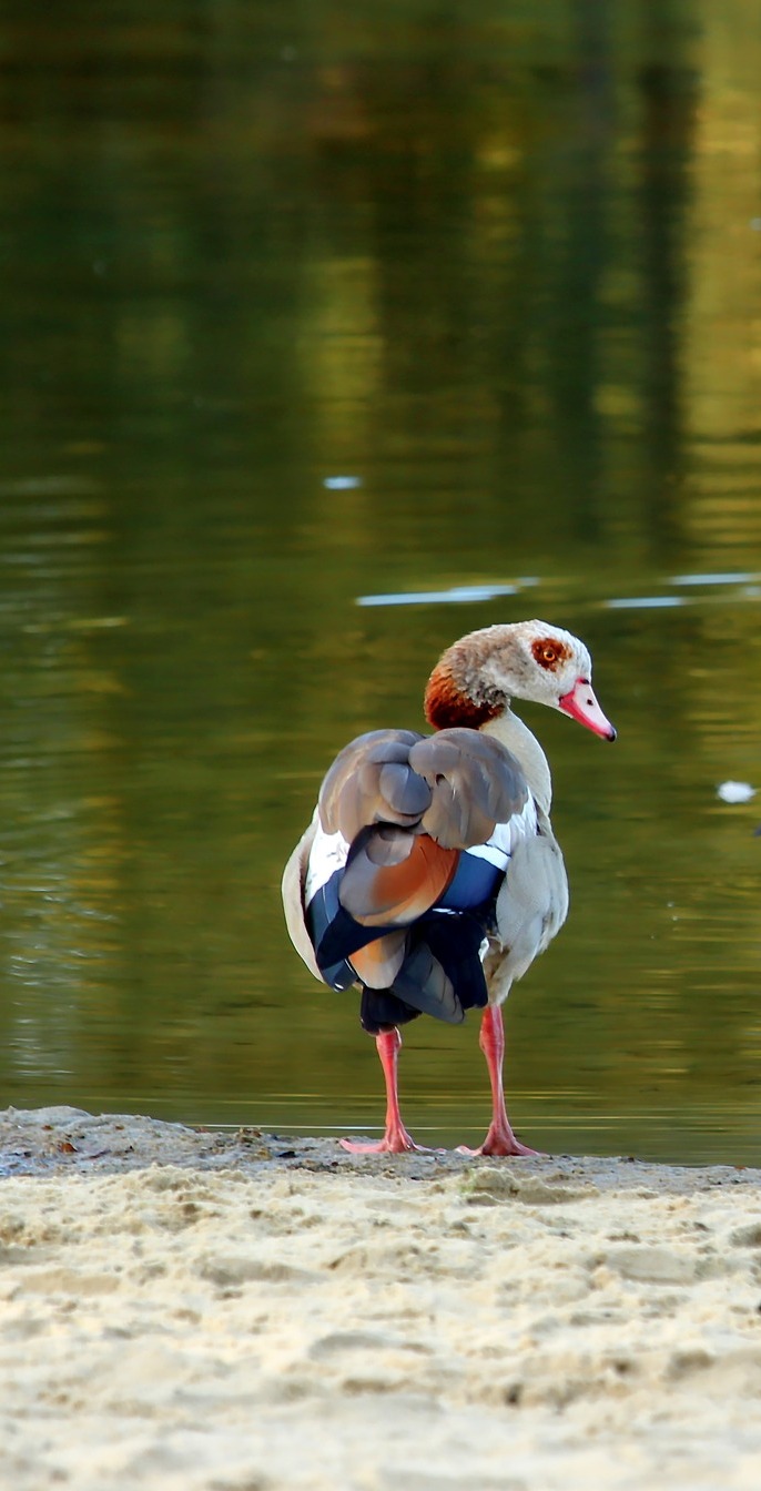 An Egyptian goose near a lake.