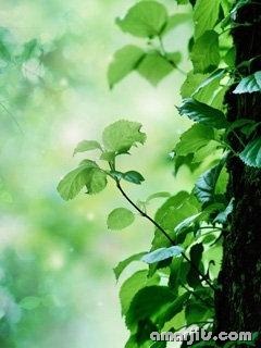 Mobile-Nature-Wallpapers-240x320-amarjits (11)