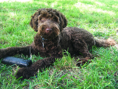 Alfie lying in the grass with his beloved rubber fetching toy between his forepaws as he watches me with his characteristic alert expression