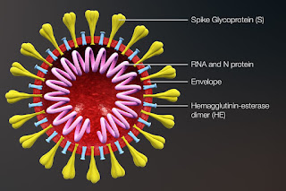 corona virus