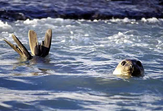 elefante marino en Península Valdés Patagonia Argentina