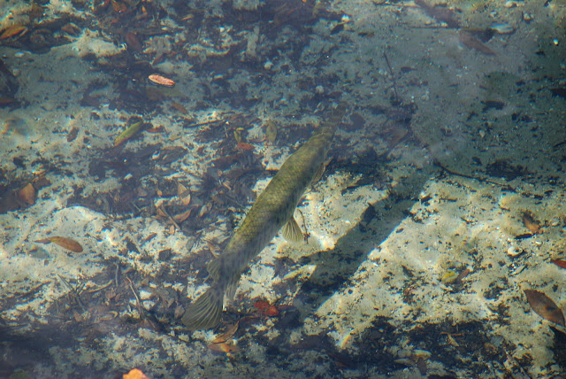 Blue Spring State Park