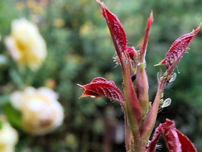 How to get rid of aphids on roses