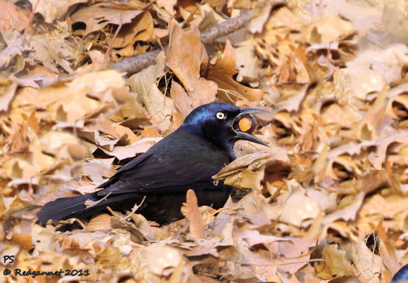 common grackle female. common grackle female. common