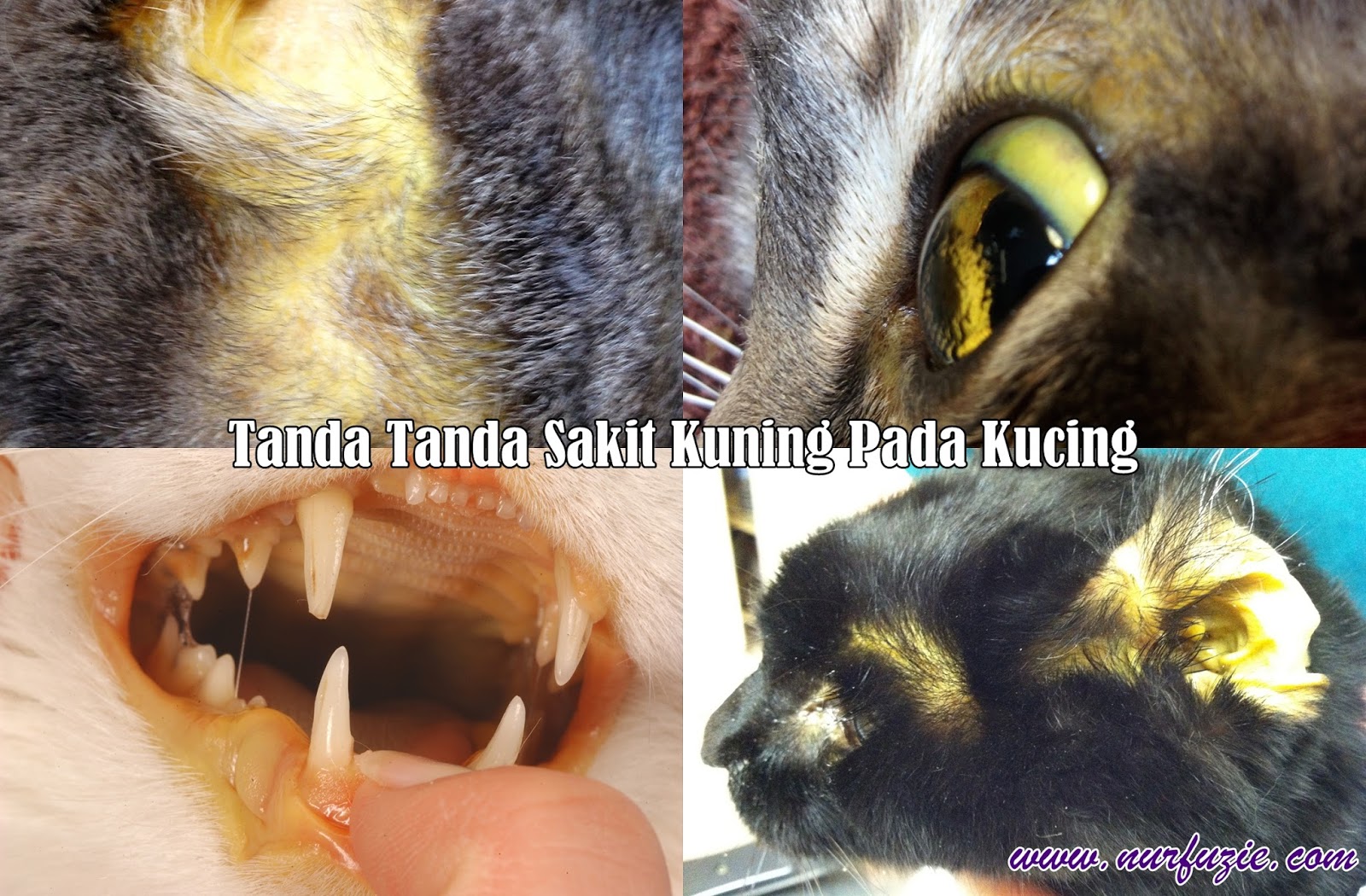 Rawatan Sakit Kuning Pada Kucing - Nurfuzie.com