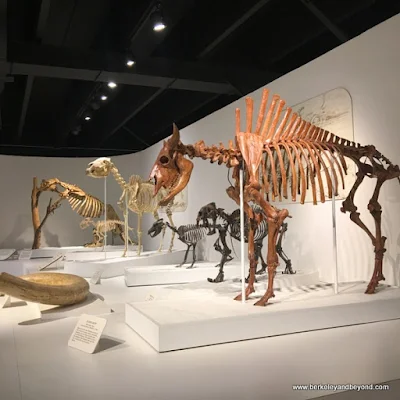 dinosaur skeletons at Panhandle-Plains Historical Museum in Canyon, Texas