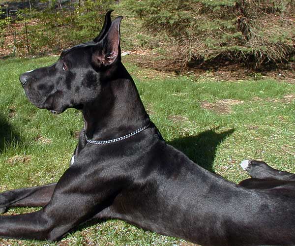Top 10 Black Dogs Breeds Luv My Dogs
