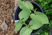 growing bush beans from seed