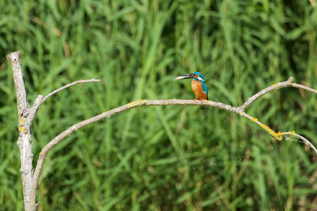 RSPB Rye Meads - Common Kingfisher छोटा किलकिला, राम चिरैया, शरीफन, निता मछराला  (Alcedo atthis)