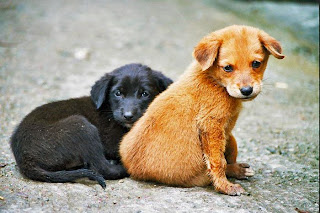  Romanyadaki Başıboş Köpeklerin Uyutulması!