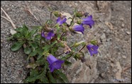 Campanula