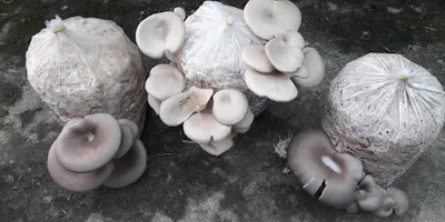 Mushroom spawn center in Maldives