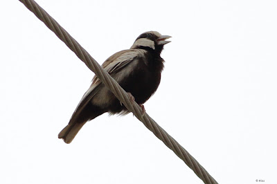 Ashy-crowned Sparrow Lark