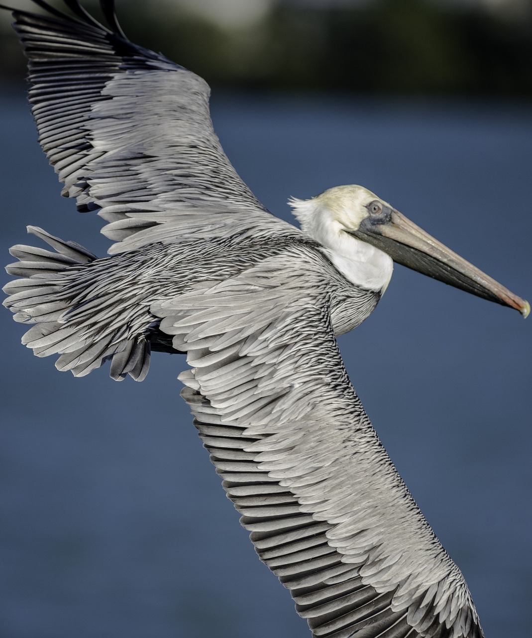 Amazing photo of a pelican in flight.