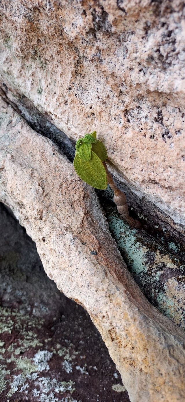 REFLEXÃO DO DIA: QUANDO SOIS SINCERO OS "AMIGOS" DESAPARECEM. É MELHOR ASSIM