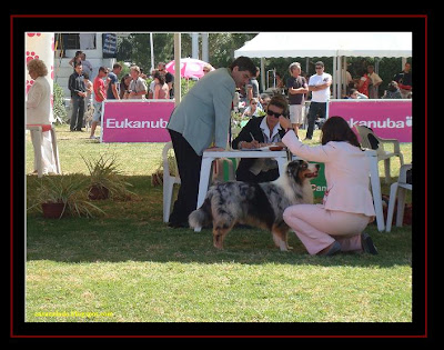 australian shepherd in Lisbon dog show