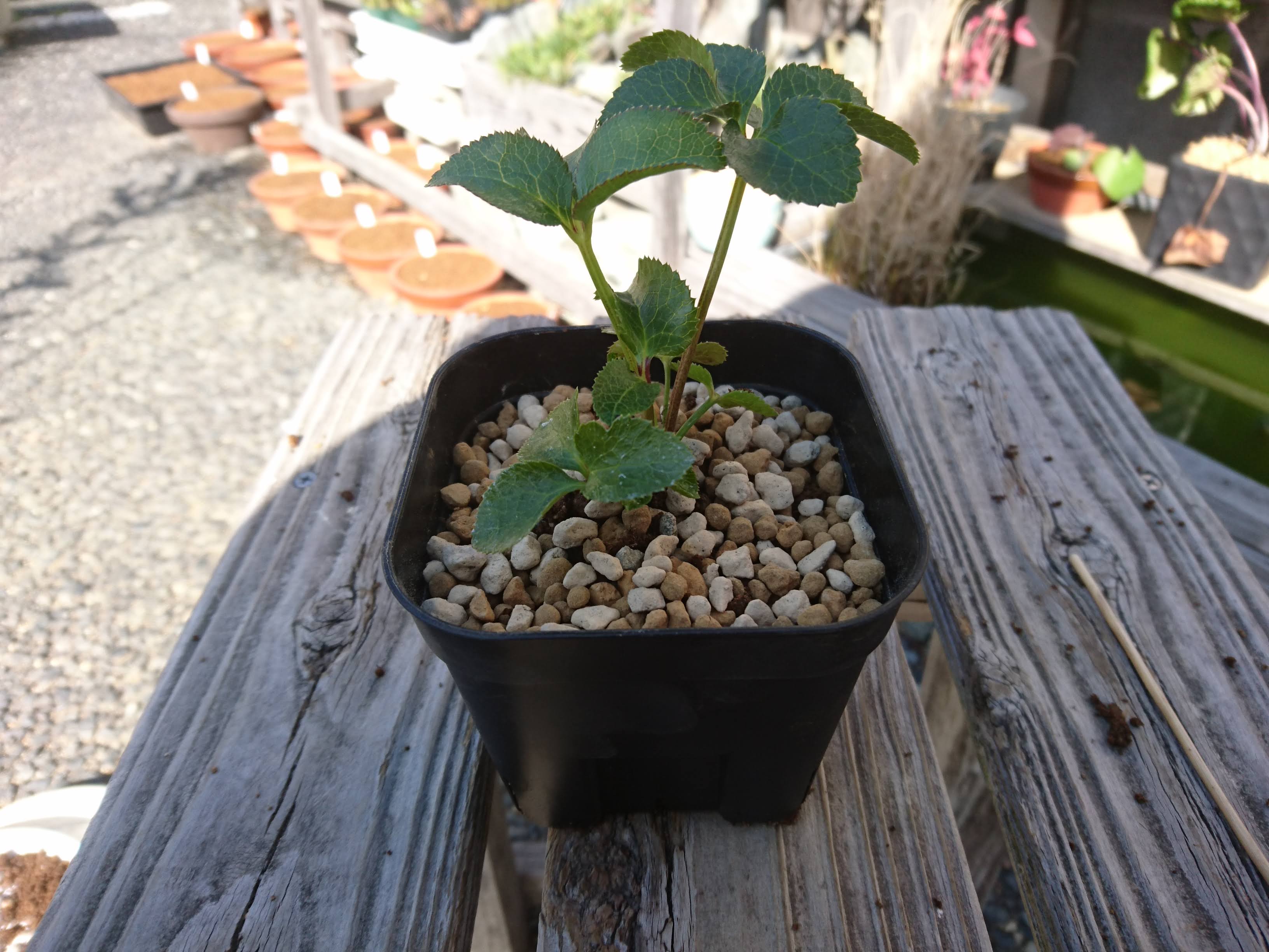 クリスマスローズの育て方 小さい苗を植え付けて 美しい花が咲くまで栽培 メダカの大工