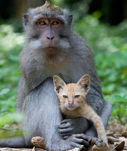 monyet sayang kucing atau Menganiaya Kucing