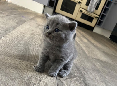 cats and kittens in kuwait,british shorthair kittens in kuwait,male british shorthair kittens,kuwait cats and kittens, british shorthair kittens for sale near me,british shorthair kittens price,british shorthair kittens for adoption